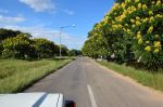 102. Gele bomen in Bulawayo.jpg